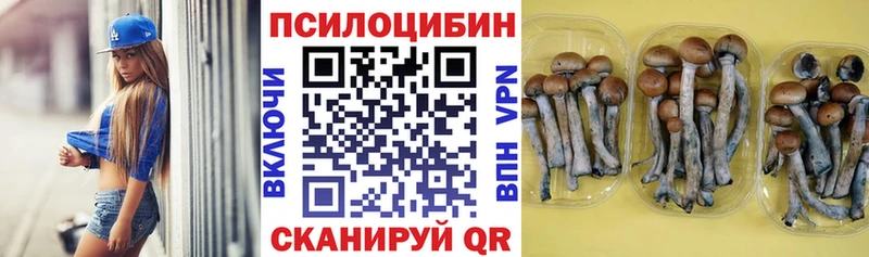где найти наркотики  Сокол  KRAKEN ссылки  Псилоцибиновые грибы Cubensis 